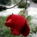 Rose Winter Photo 44