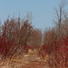 Sandy Wolfe Photo 40