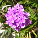 Flores Bustos Photo 23