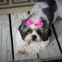 Phyllis Dotson Photo 1