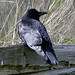 Victoria Crow Photo 33