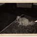 Louis Spitz Photo 21