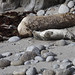 Alan Seal Photo 27