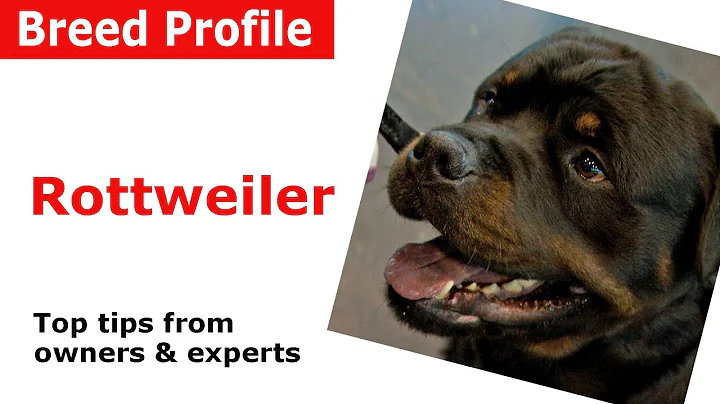 Rolla Breed Photo 8