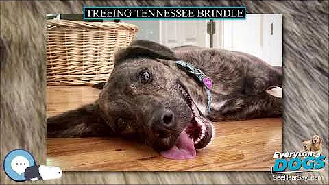 Theodore Brindle Photo 6