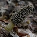 Milton Morel Photo 19