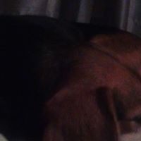 Stephen Amero Photo 1