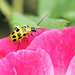 Rose Beetle Photo 9