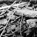 Twig Wood Photo 18