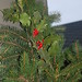 Jan English Photo 32