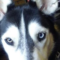 Yvette Dumas Photo 7