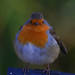 Robin Duty Photo 22