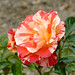 Rose Alfred Photo 22