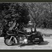 Harley Black Photo 32