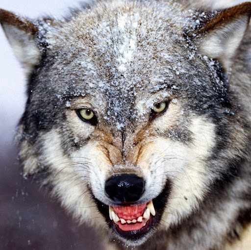 Alan Wolfe Photo 9