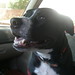 Casey Sweet Photo 28