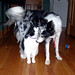 Buster Bailey Photo 25