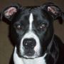 Leo Lane Photo 21
