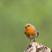 Robin Patch Photo 31