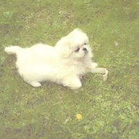 Harry Boyer Photo 7