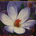 Debra Dye Photo 30