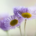 Sarah Sauer Photo 31