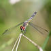 Stephen Jasper Photo 31