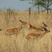 John Herd Photo 46