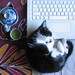 Joy Stern Photo 29
