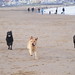 Buddy Oakley Photo 11