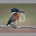 Martin Pascale Photo 19