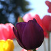 Terrie Stephens Photo 19