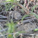 Robert Geer Photo 43