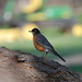 Robin Kerns Photo 28