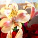 April May Photo 41