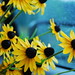 Susan Bright Photo 41