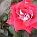 Cynthia Hunt Photo 46