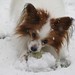 Patricia Goossen Photo 11