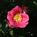 Rose Williams Photo 42