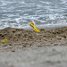 David Boynton Photo 38