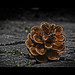 David Bashaw Photo 26
