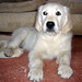 Harvey Sweet Photo 18