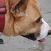 Willie Currie Photo 21
