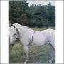 Larry Bridwell Photo 14