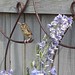Robin Ho Photo 29
