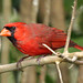 Craig Cardinal Photo 23