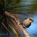 Hal Brown Photo 44