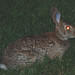 Peter Tabor Photo 29