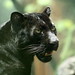 Chad Leopard Photo 16