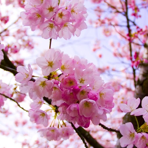Cam Hong Photo 15